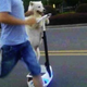 Illustration for article titled Oh Hey, Its a Dog on a Segway Going Down the Street